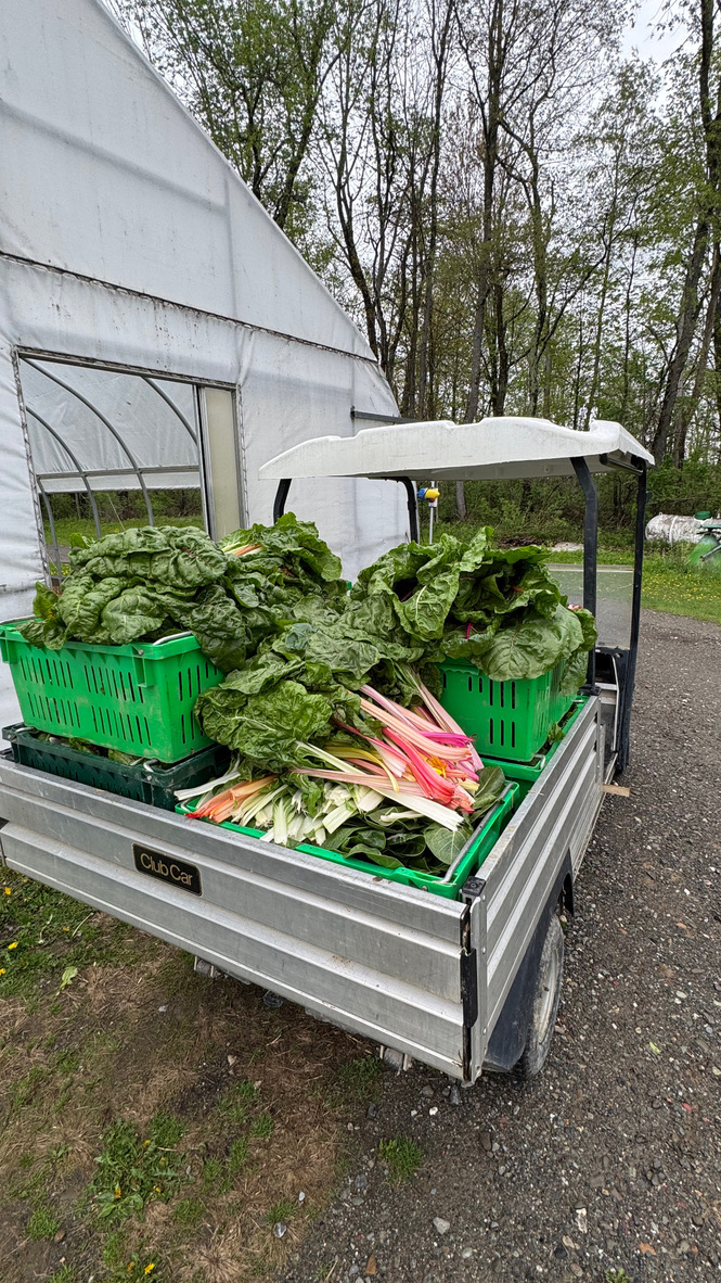 Fresh leafy greens