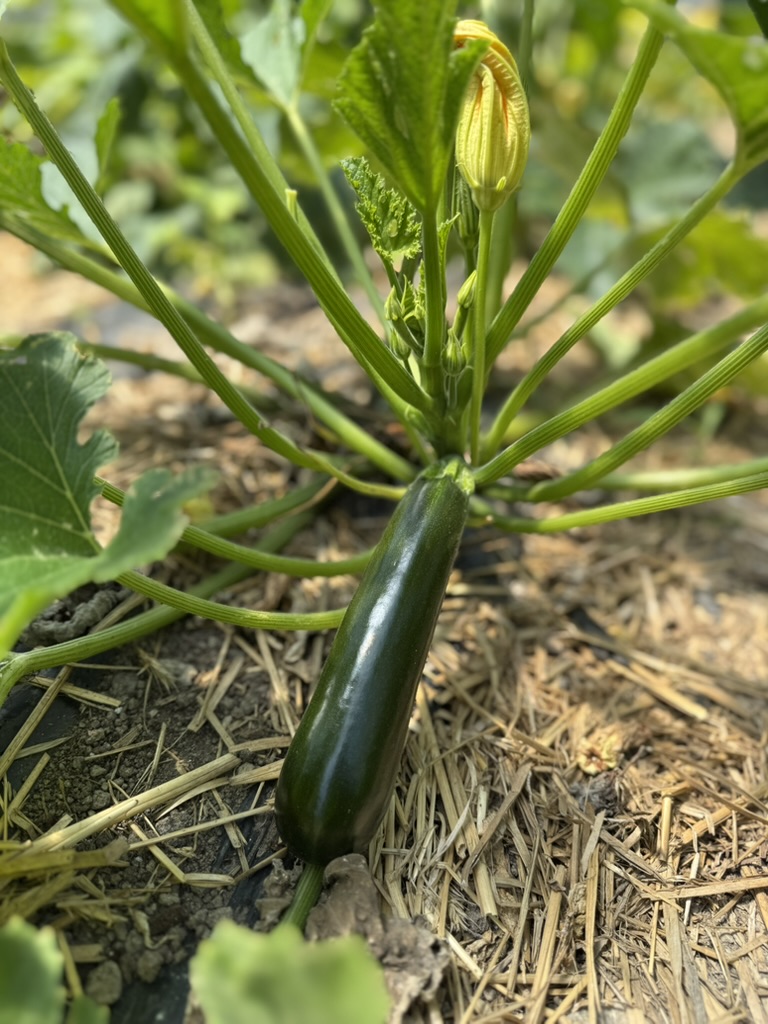 Cucumber plants