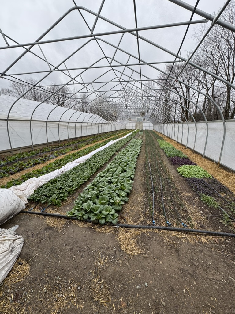 Greenhouse interior