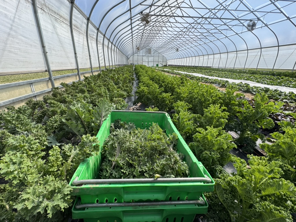Harvested vegetables