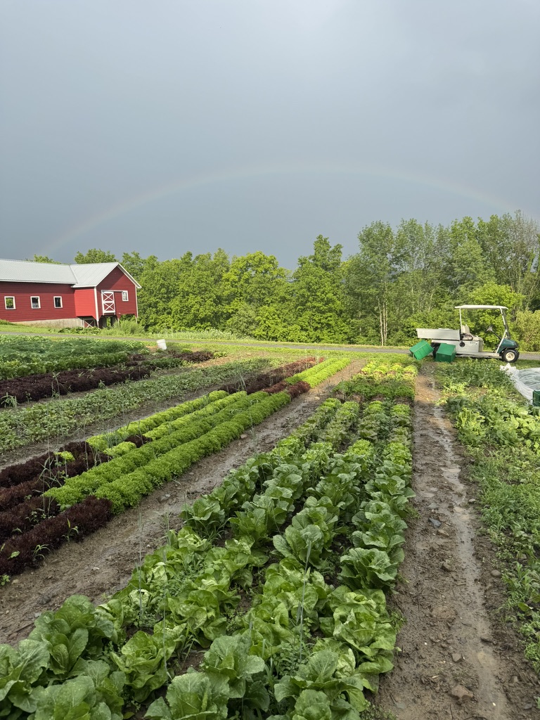 Crop rows