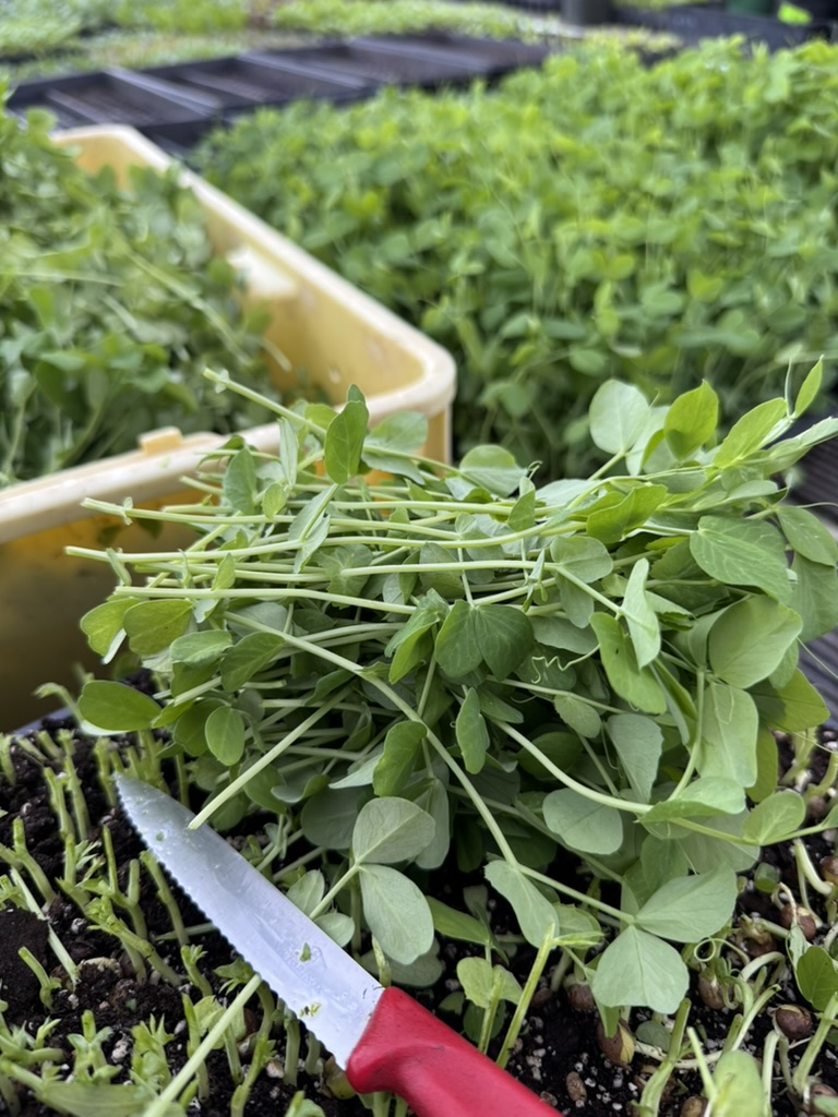 Harvest collection