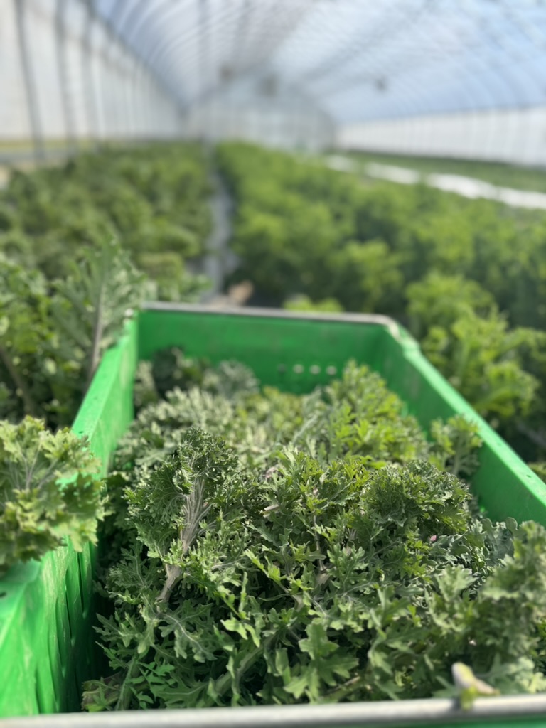 Leafy greens field