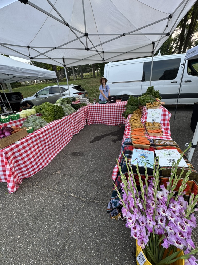 Carrot harvest