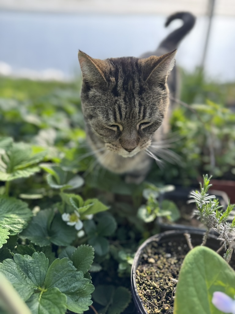Watering system