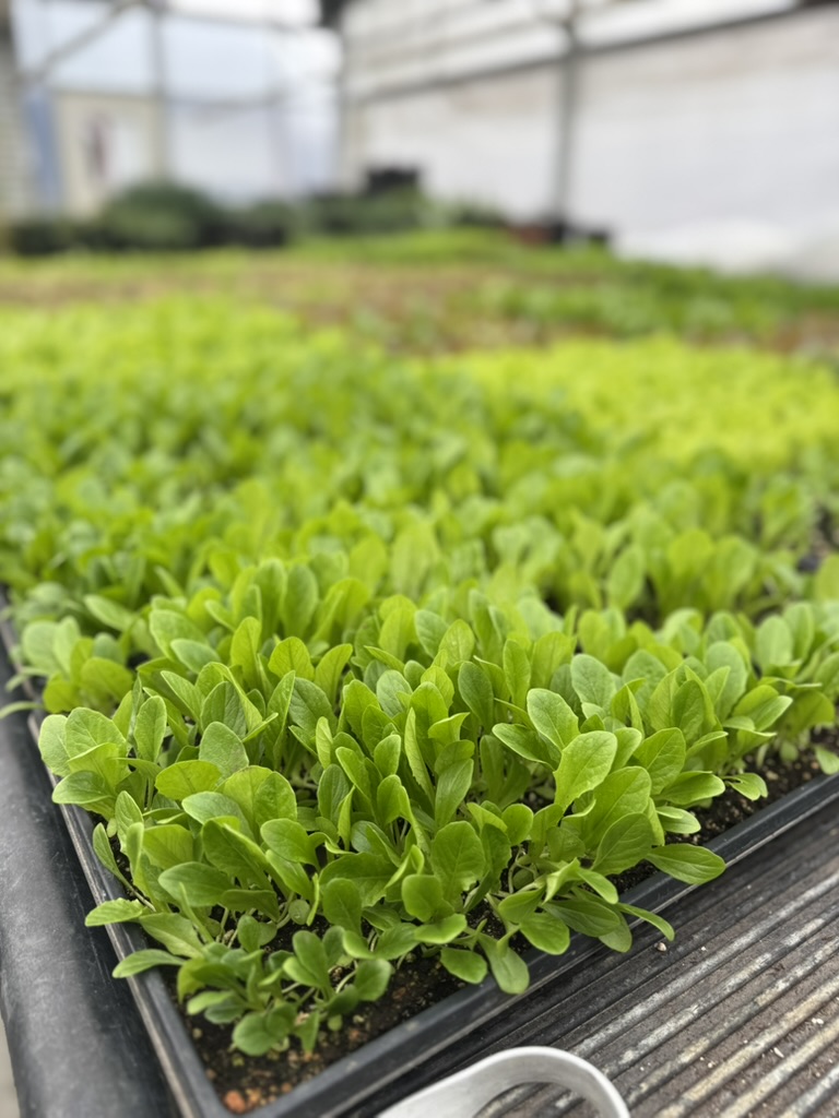 Propagation area