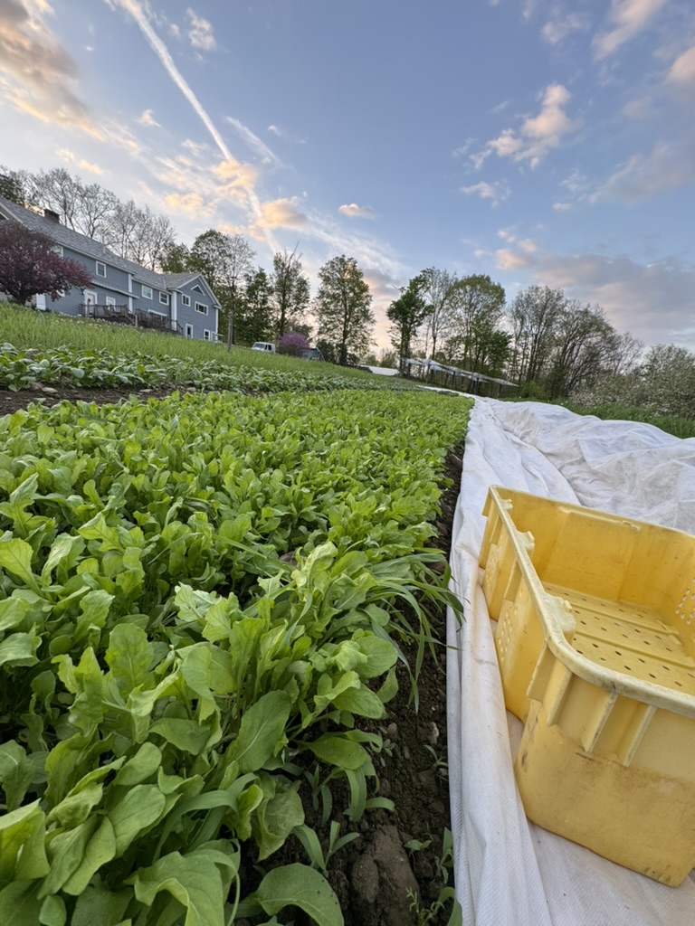 Harvest washing