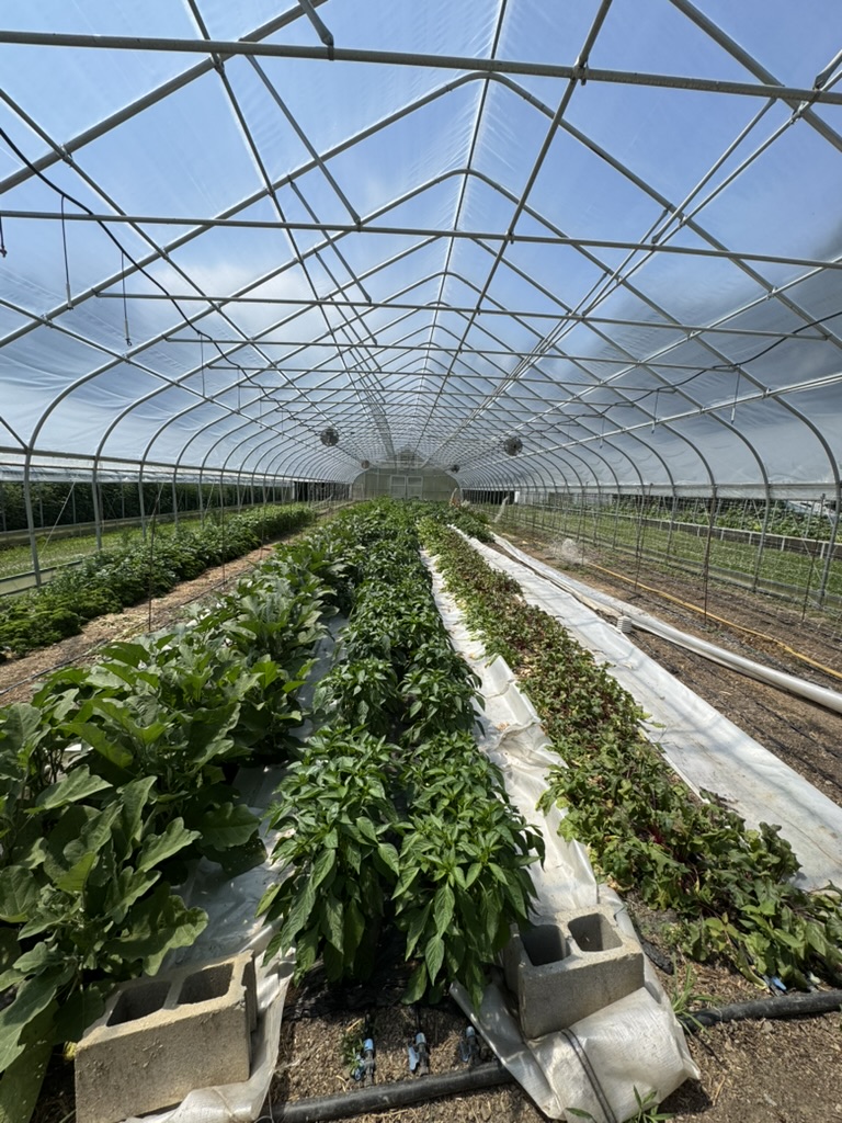 Spinach beds